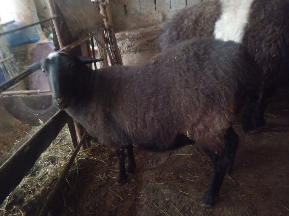 Romanov Sogliq Романов соглик кой qoy bogoz богоч 2 кат