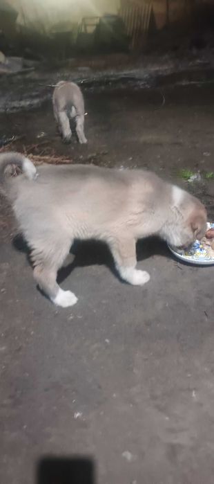 Алабай САО щенок 2 месяца