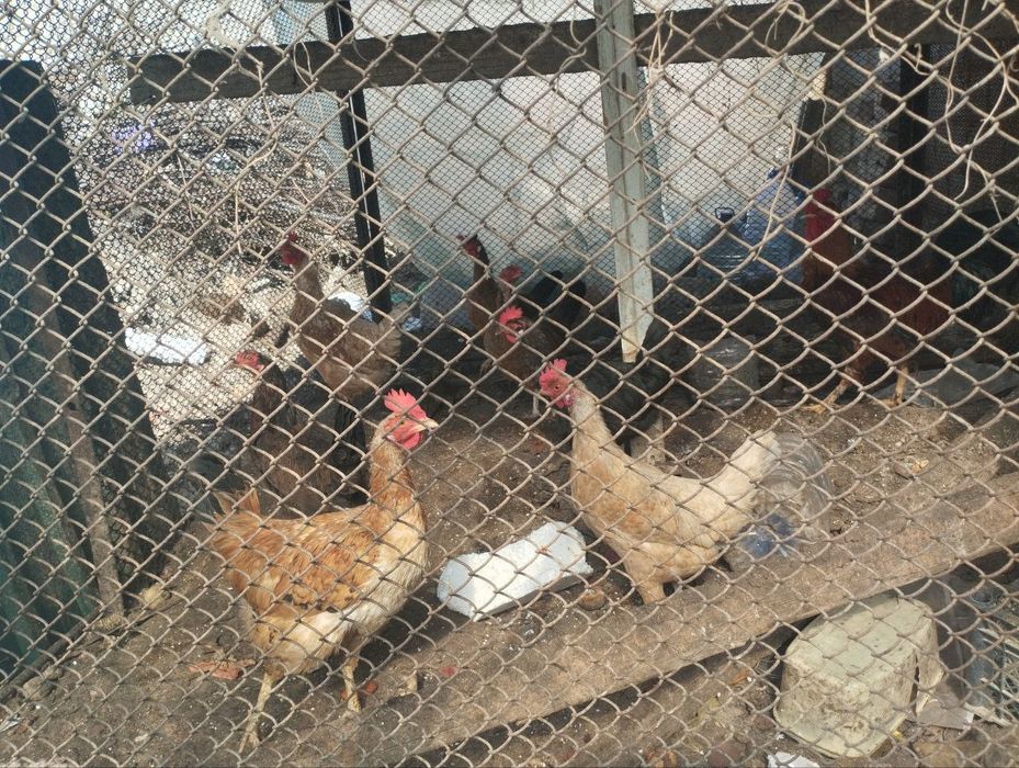 Tovuqlar sotiladi. Yuz mingdan