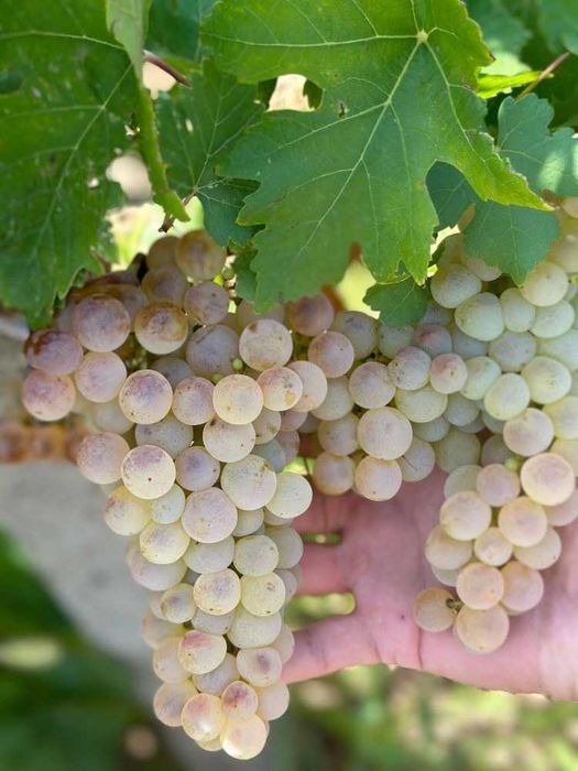 Struguri de vin adusi acasa diverse soiuri albi-negri, pret producator