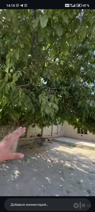 Xovli dacha sotiladi 5 cotik