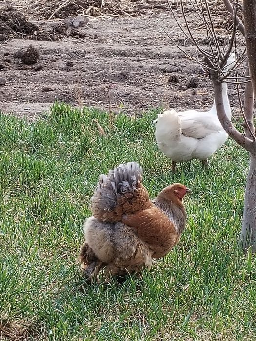 Brama jujalari tivuq bilan sotiladi 11 ta brama 8 ta kora shaxzoda