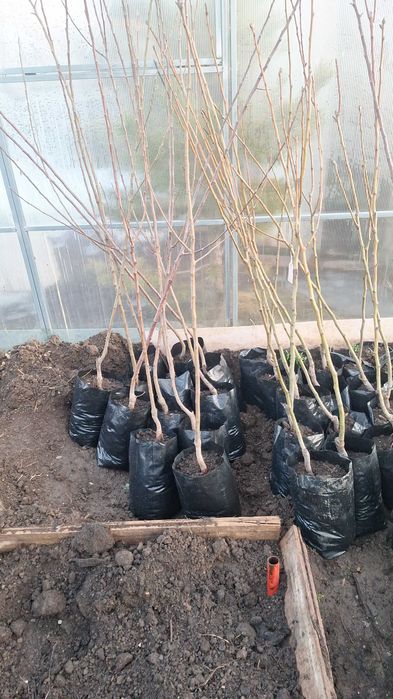 сад и огород саханцы