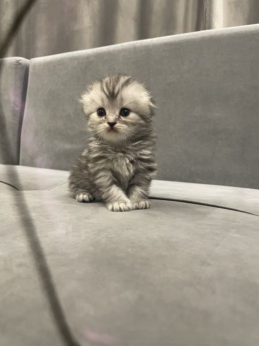 Котята шиншилла
