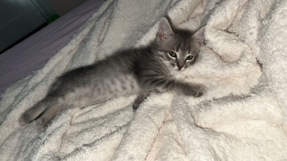 кошка котик котят