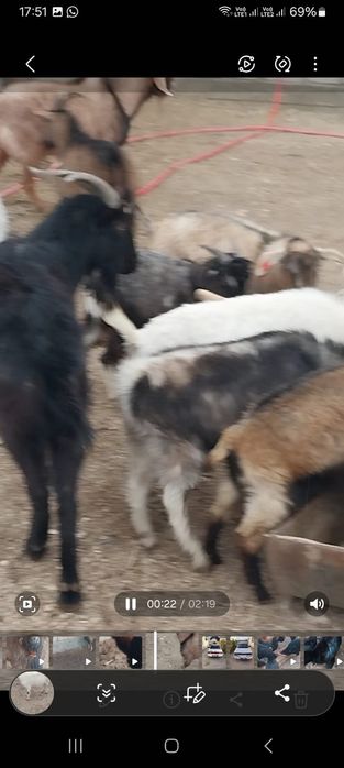 Парода ешкілер сатылады