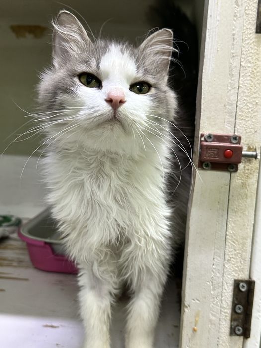 Дарю пушистого котика Тошу