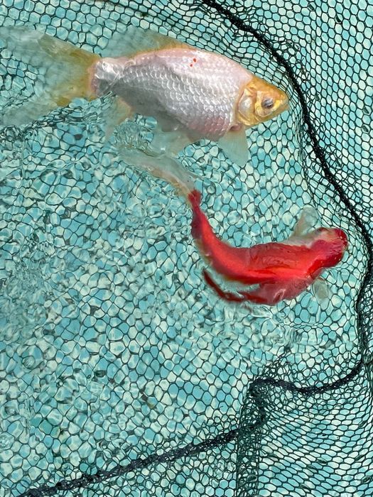 Pesti crap koi iaz