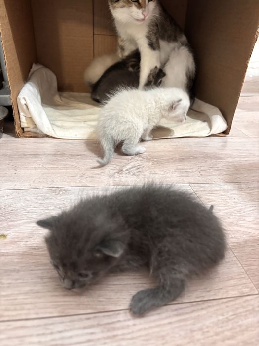 Котенок 3 девочек 3 мальчика