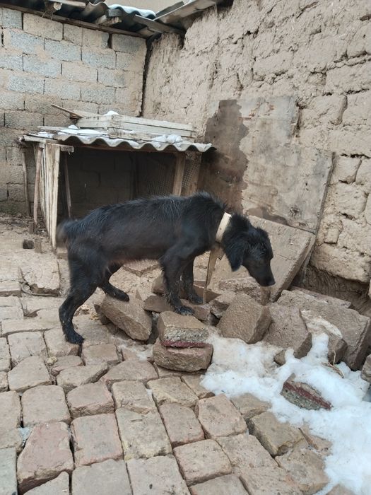 Ovchi qorovul it qiz bola 1 yosh boladi fevralda hali qoshlmagan