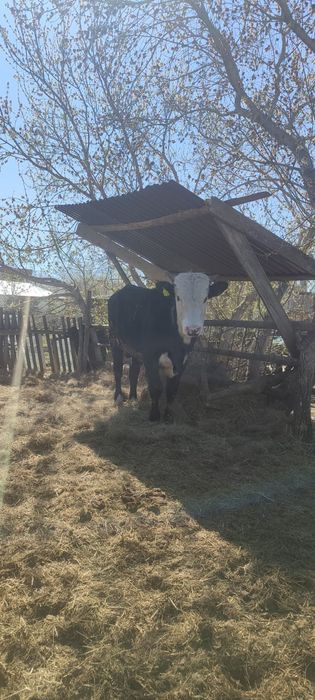 Продам быков торг есть