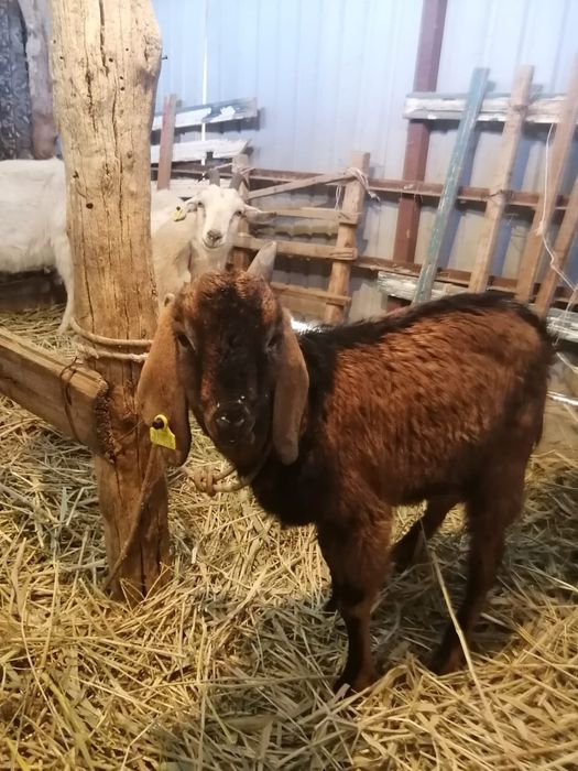 Асыл тукымды Орыс ешки