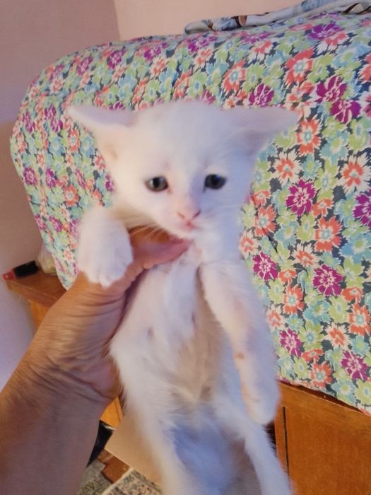 Котята на продажу