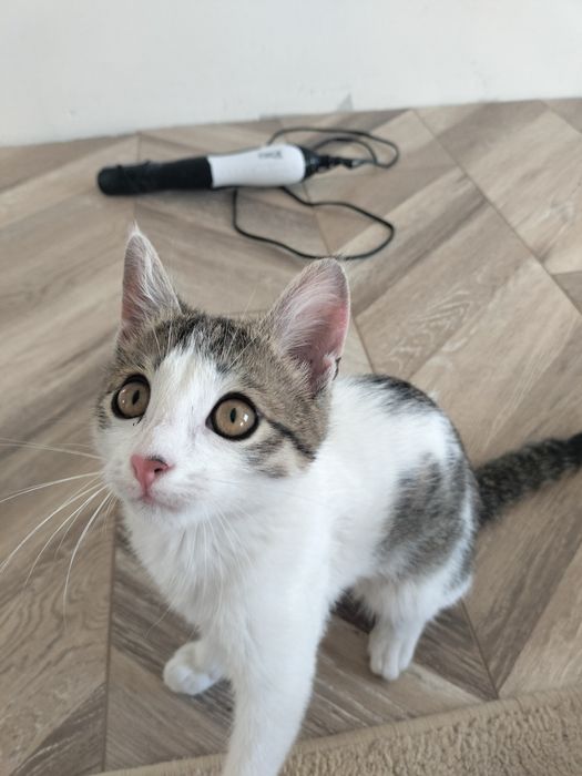 Бесплатно котенок, мальчик