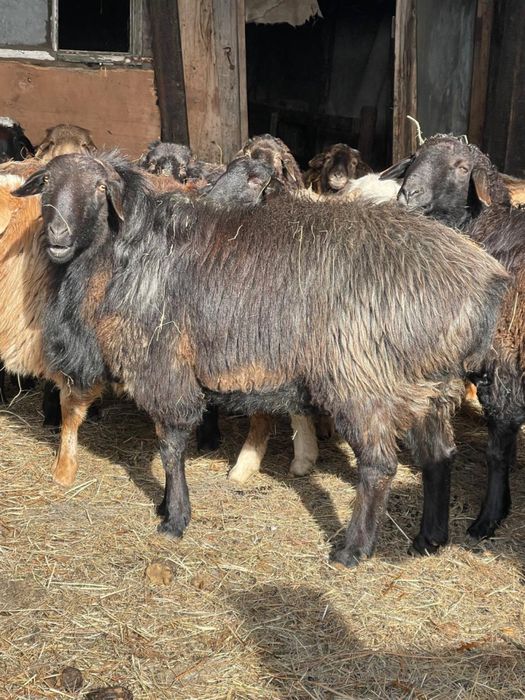 Бараны, кошкар сатылады