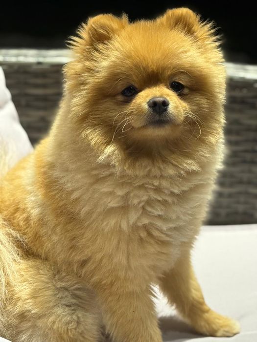 Для вязки шпиц померанский