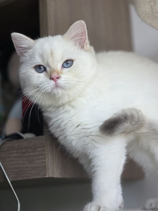 British shorthair  colorpoint