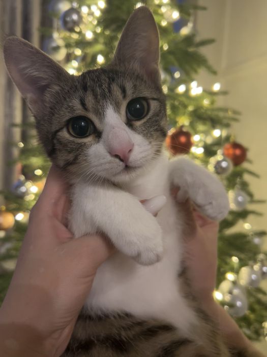 Кот, котята, кошка