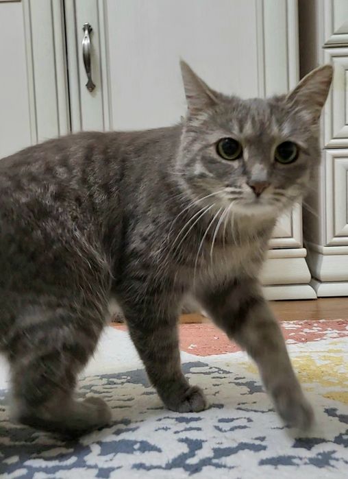 Кошка Тучка ищет дом