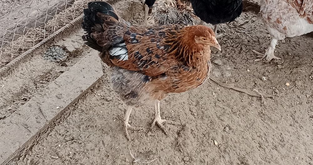 Тауык 2500тг срочына