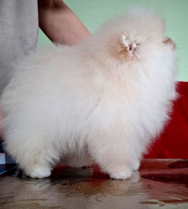 Щенки породы шпиц ждут свои семьи.