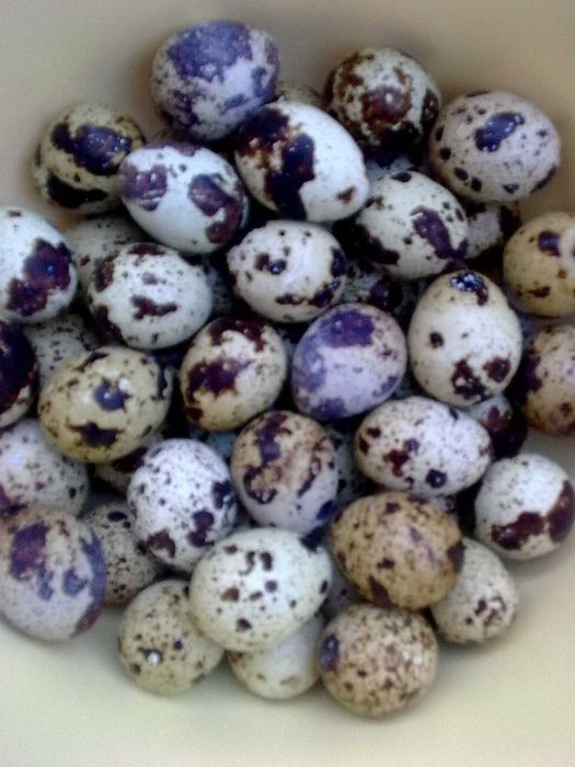 Prepelite tineret,oua pentru consum si tratament proaspete.