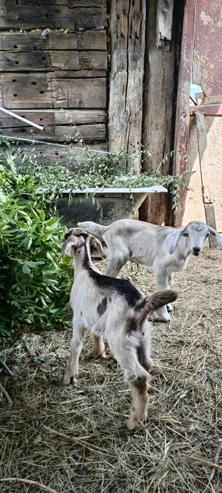 Продам 2 Козлят мальчиков