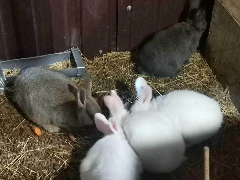 Кролики чистокровные