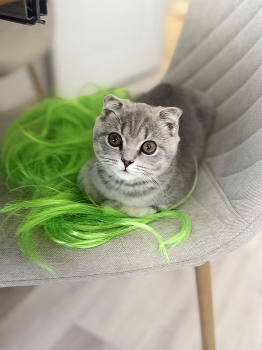 Шотланский котенок