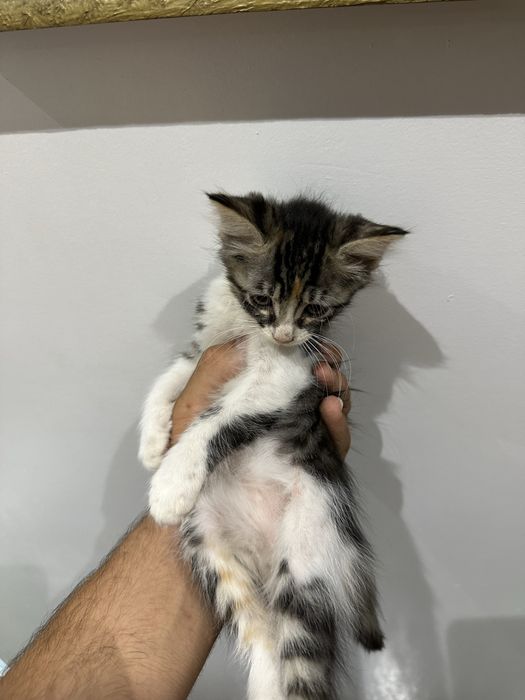 Подарявам котенца