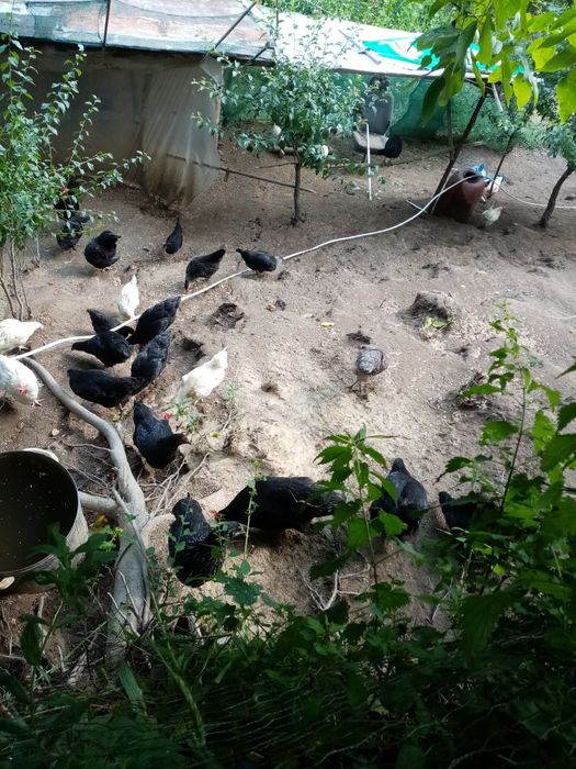 Поладки, пилета, породи за яйца