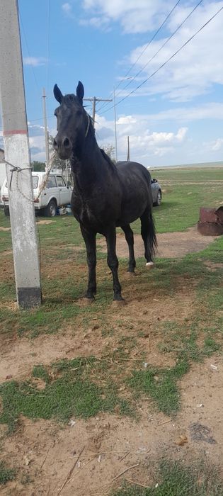 Айгыр 5жасар.  Бойы 165