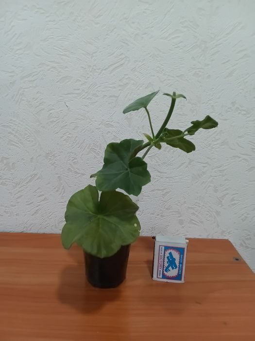 Каланхое,Герань,Спатифиллум