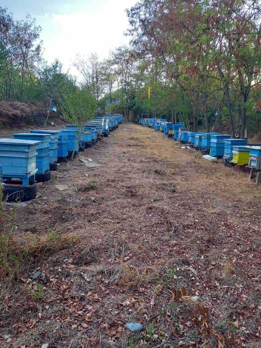 Продавам пчелни семейства със и без кошери