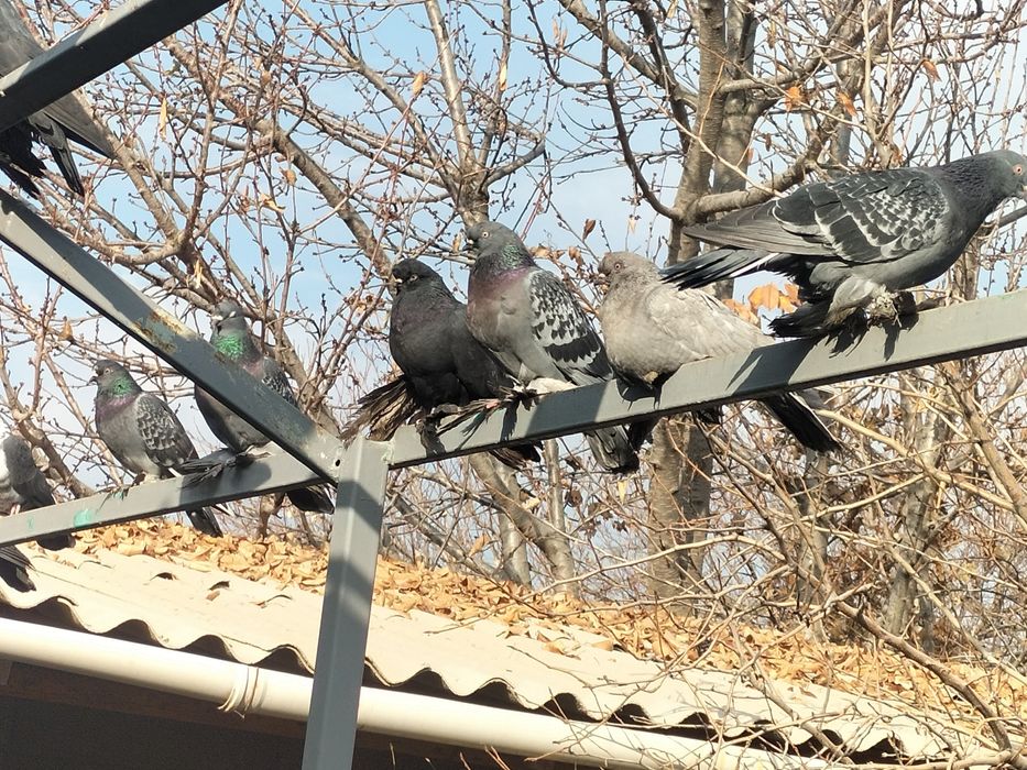 Үй кептерлері сатылады