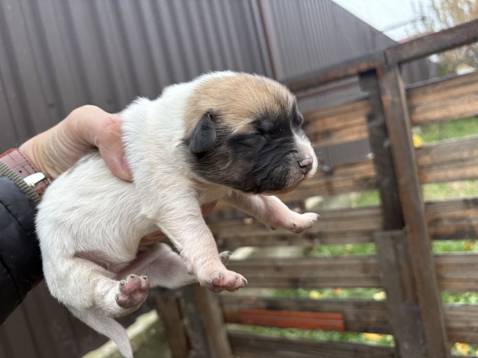 Cautam familii iubitoare pentru 6 catelusi Schnauzer german pitic