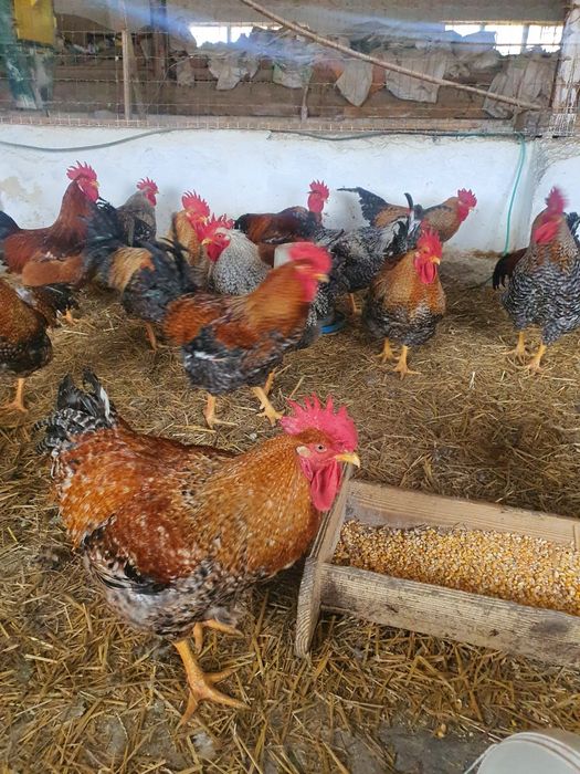 Cocoși rasa mixta  grea (kabir)