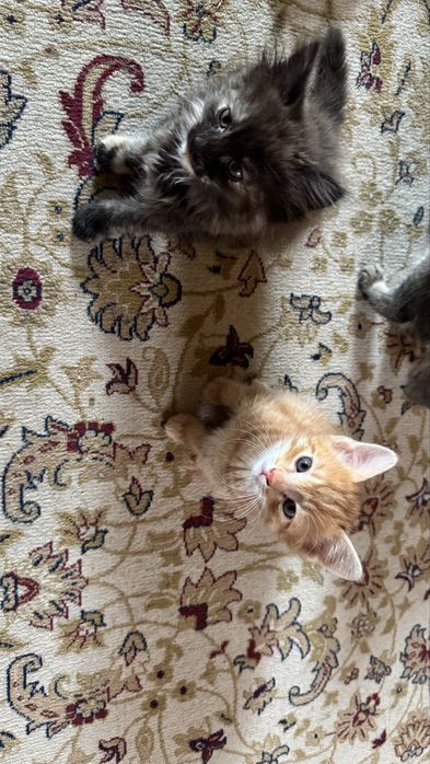 Котята в добрые руки!!!