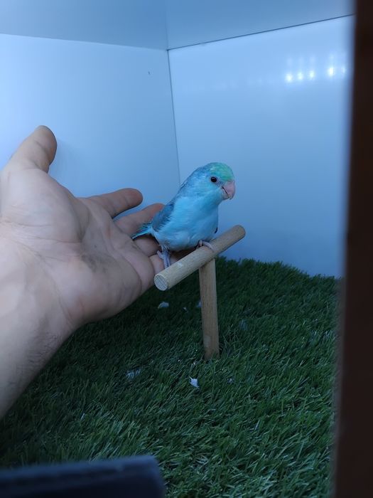 Papagali vrabie(forpus)