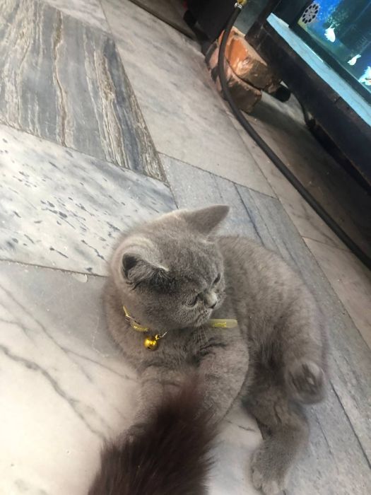 Скоттиш страйт Тоза британский