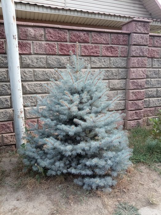 Ель голубая польская