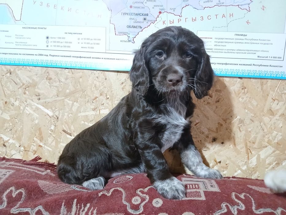 Продам щенков РОС