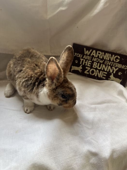 Iepurași Holland Lop  și Rex pitic ! Citiți descrierea anunțului