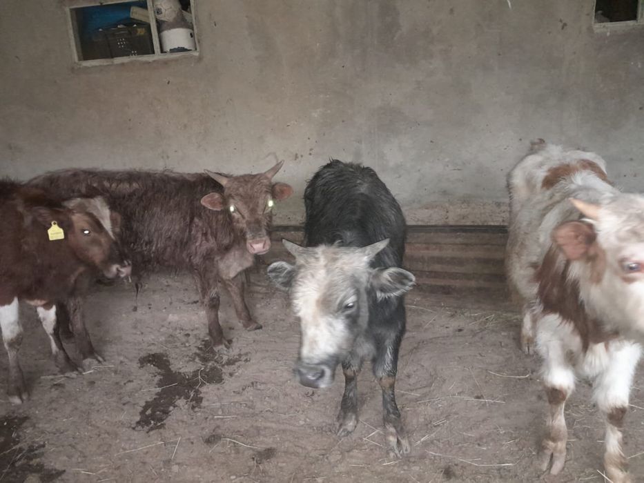 Жемде тұрған бұқалар