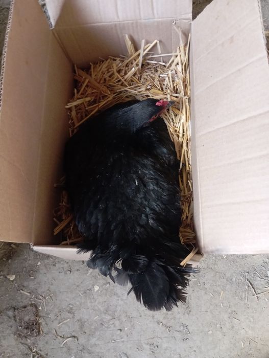 Курк Товук патаки