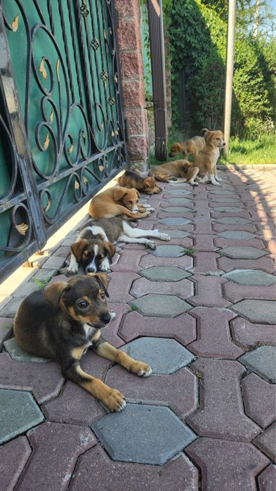 Отдам бесплатно щенят