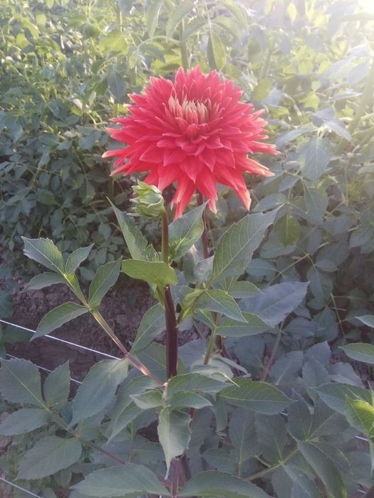 Георгин картошкаси бор сотилади срочна