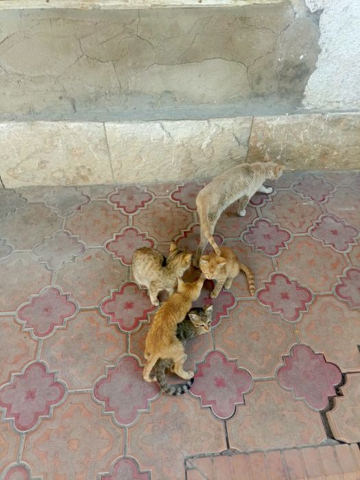 Отдадим котят в хорошие руки бесплатно