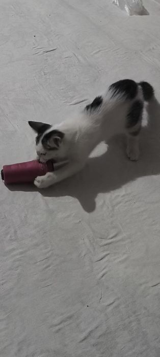 Uy mushugi pishak  ugil bolaa vapshi zur uyinlari