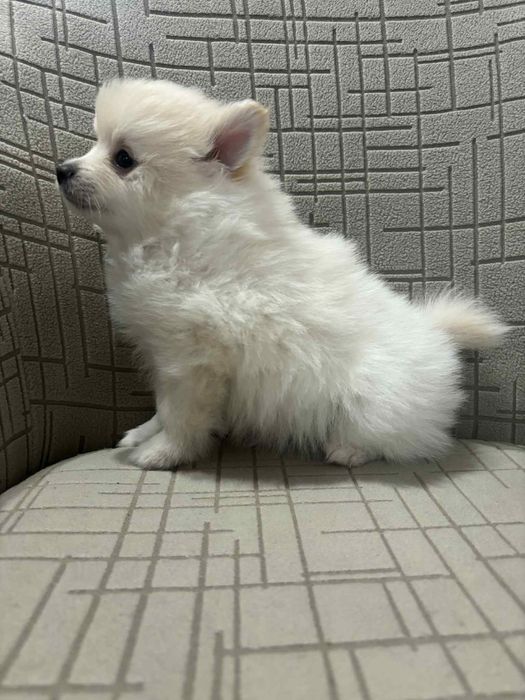 Немски шпиц мъници